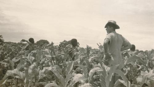 Nederlandse boer in Rhodesi&amp;euml; bijgesneden (2).jpg